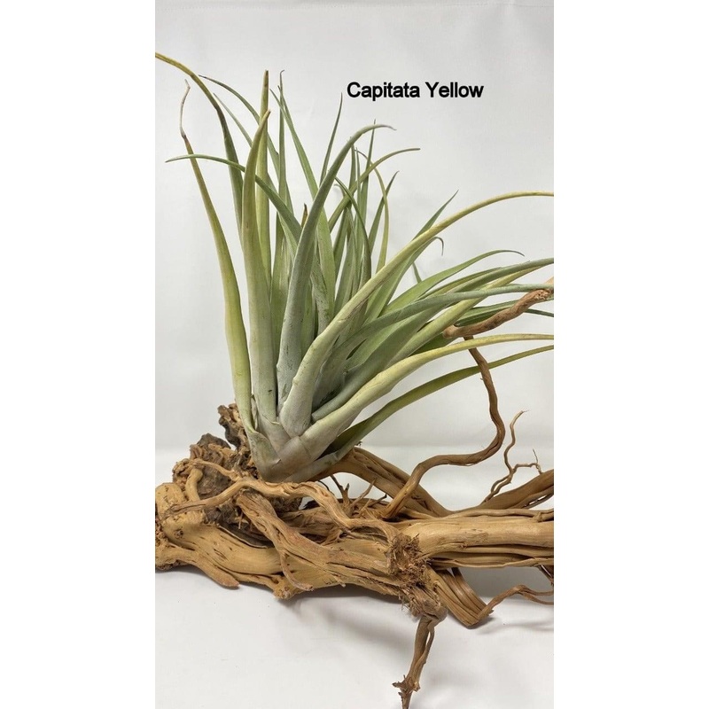Air plants/Sky plants – Capitata Yellow