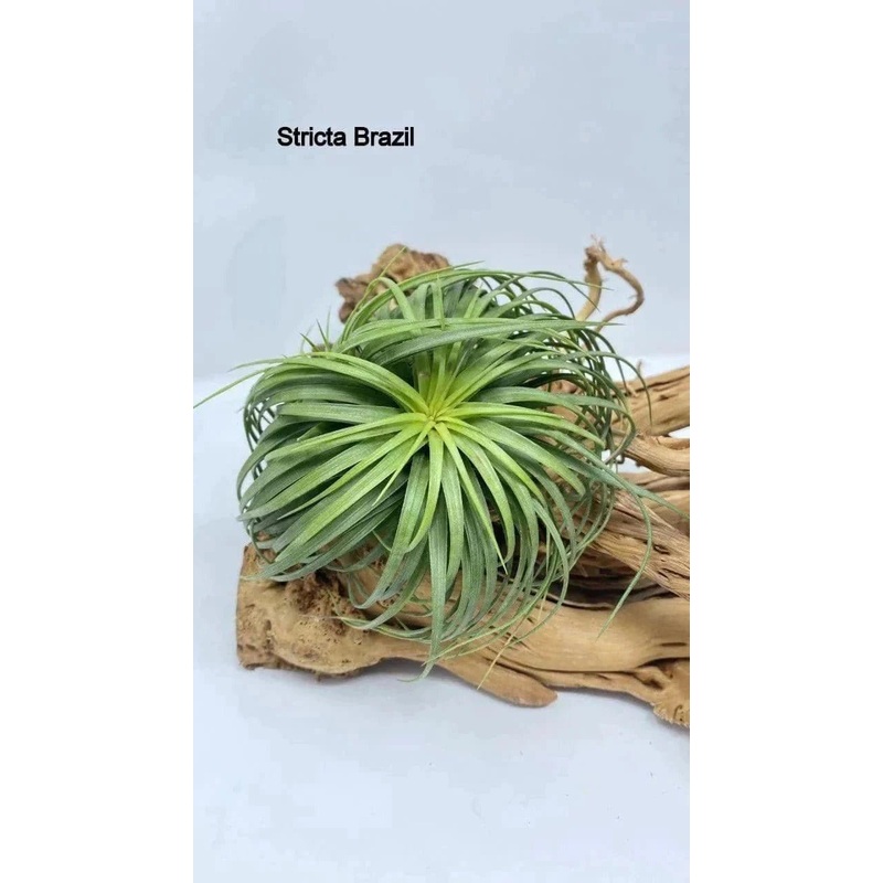 Air plants/ Sky plants – Stricta Brazil