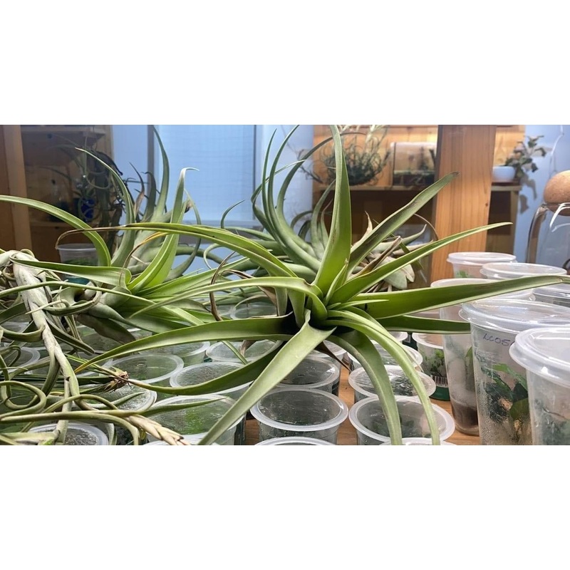 Air plants/ Sky plants – Tillandsia cacticola