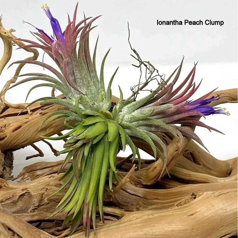 Air plants/ Sky plants – Tillandsia ionantha peach clump