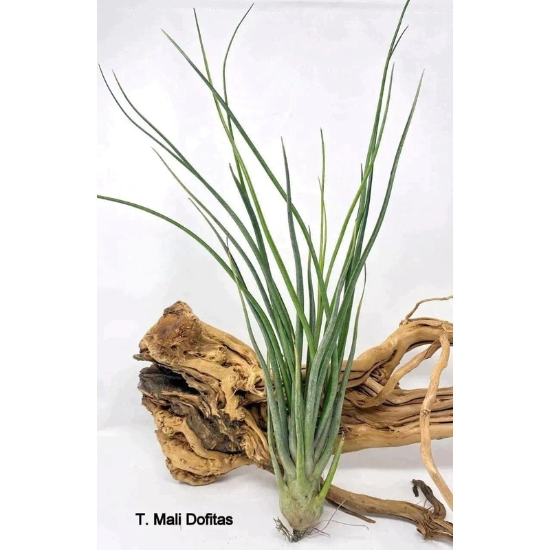 Air plants/Sky plants – Tillandsia Mali Dofitas