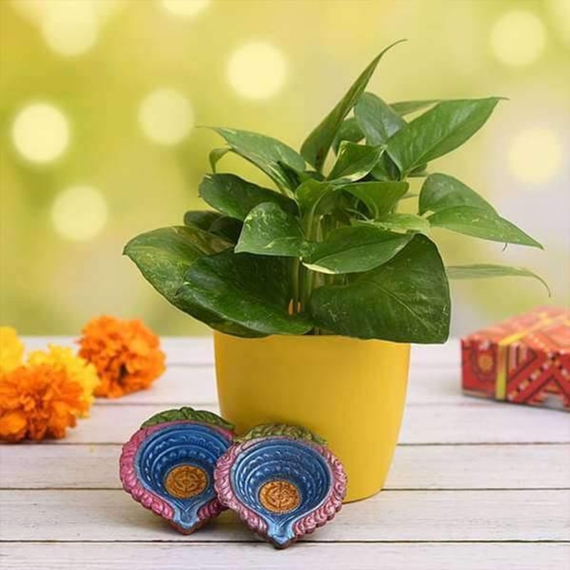 Air Purifying Green Money Plant for Clean Diwali – Gift Plant
