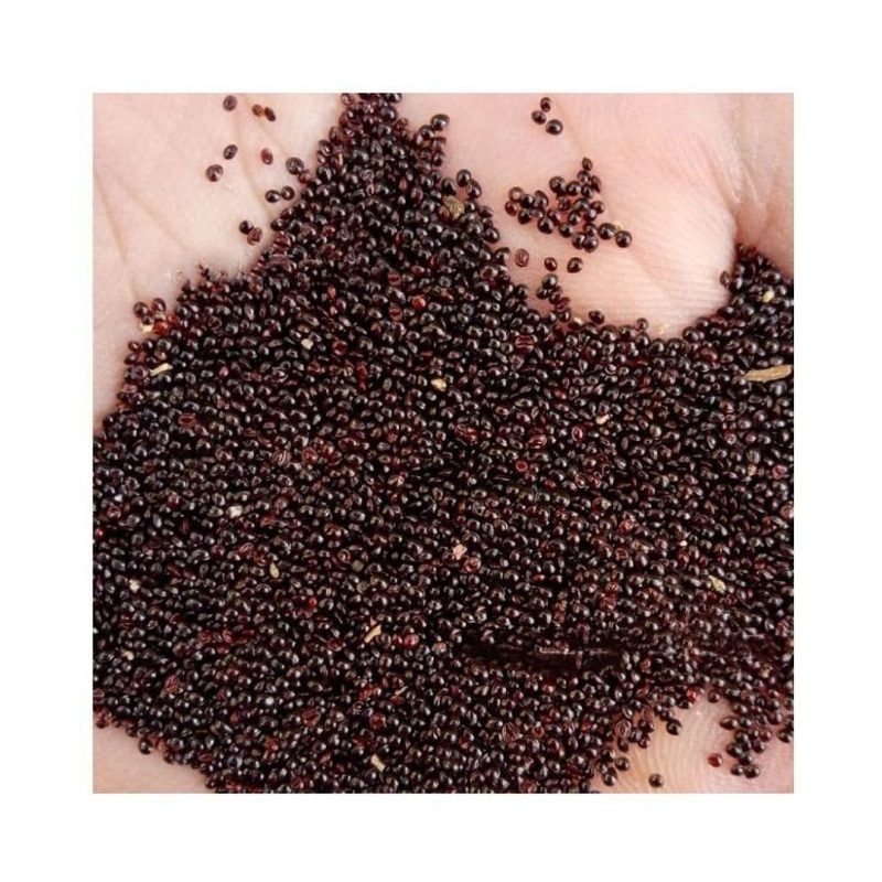 Amaranthus Red herb  seeds