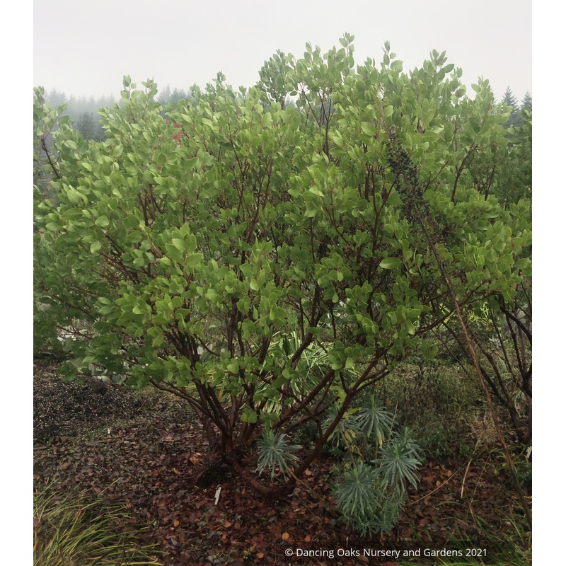 Arctostaphylos manzanita [SBH 7652]