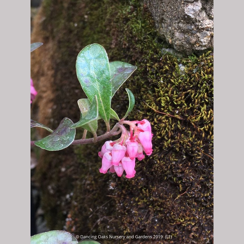 Arctostaphylos uva-ursi ‘Vancouver Jade’, Kinnikinnick or Bearberry