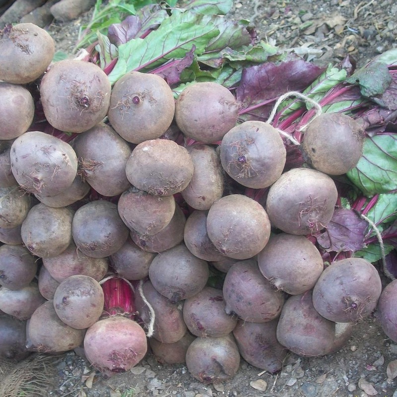 Beetroot Indam – Ruby Queen seed