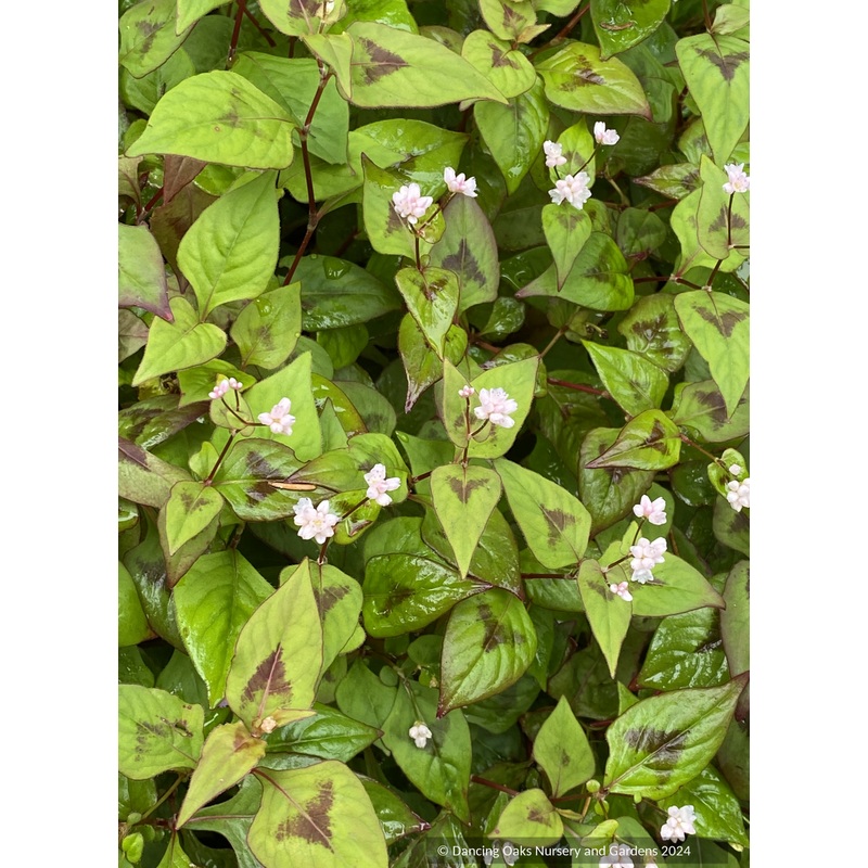 Bistorta tenuicaulis ‘Langhorn’s Variety’ (syn. Persicaria), Fleeceflower