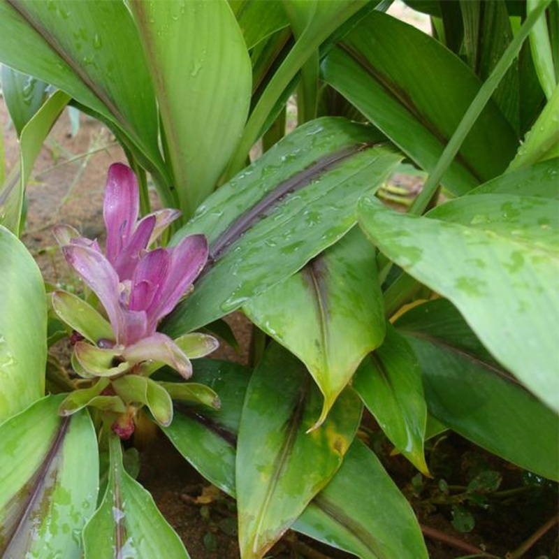 Black Turmeric, Kali Haldi – Bulb