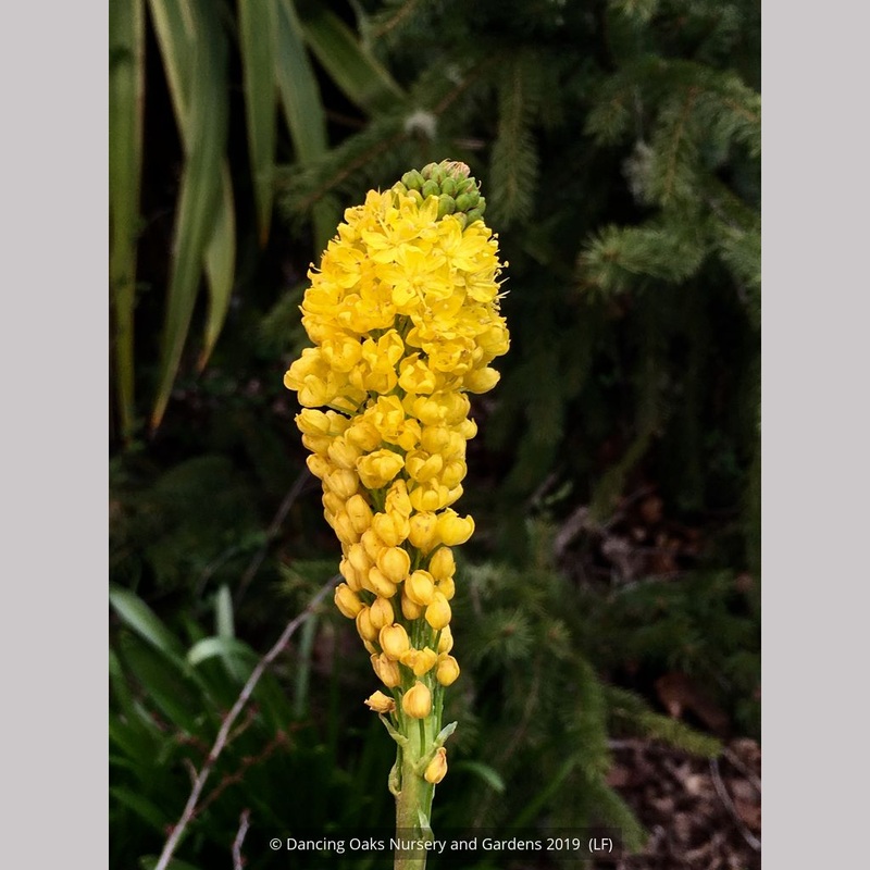 Bulbinella robusta (syn B. nutans, B. floribunda), Cat’s Tail