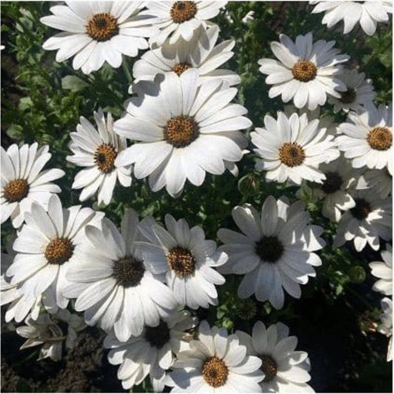Buy African Daisy (Dimorphoteca White) Flower Seeds Pack (30 seeds)
