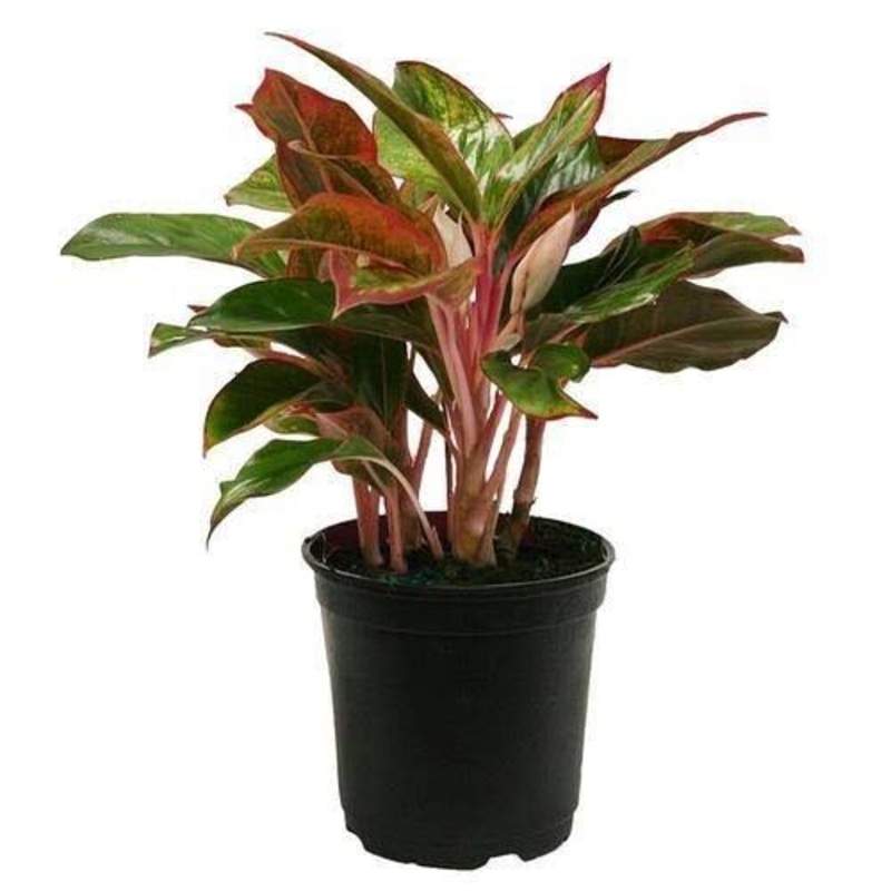 Buy Aglaonema red lipstick