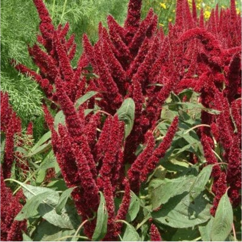 Buy Amaranthus Pygmy Torch Flower Seeds (40 Seeds)