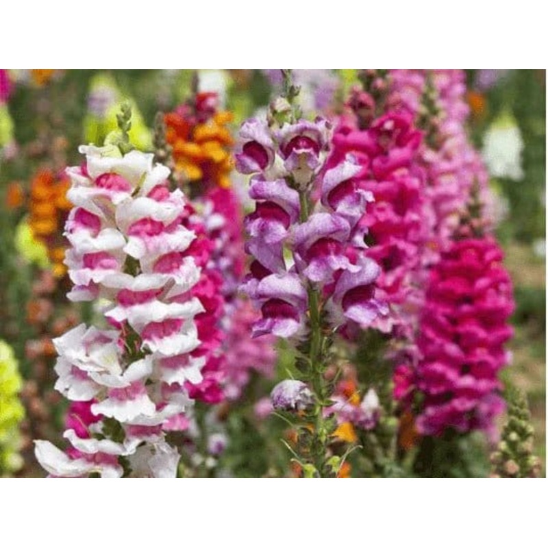 Buy Antirrhinum Hybrid Seeds Pack of 20 seeds