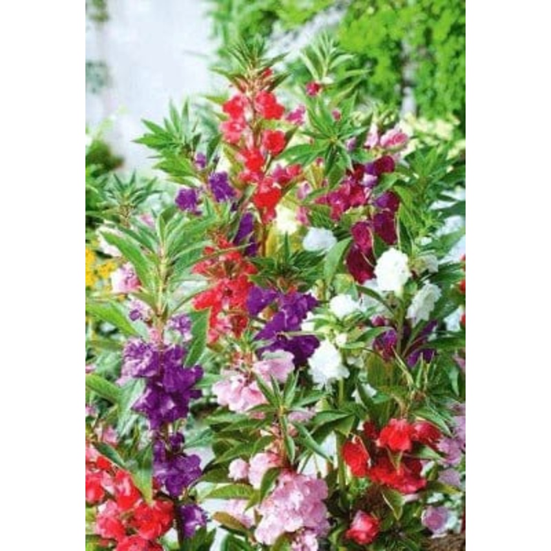 Buy Balsam Flower Seeds Pack (50 seeds)
