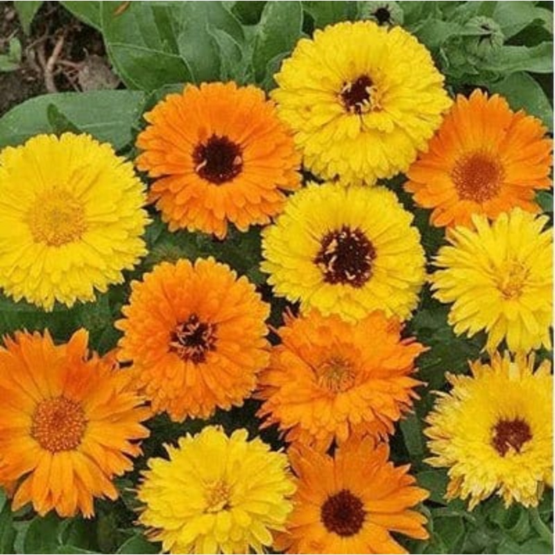 Buy Calendula Pacific Flower Seeds Pack (100 seeds)