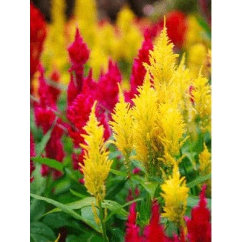 Buy Celosia Kimono Hybrid Flower Seeds Pack (40 seeds)