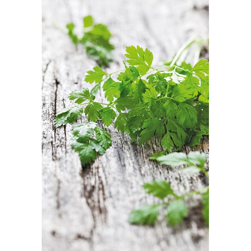Buy Chervil herb seed