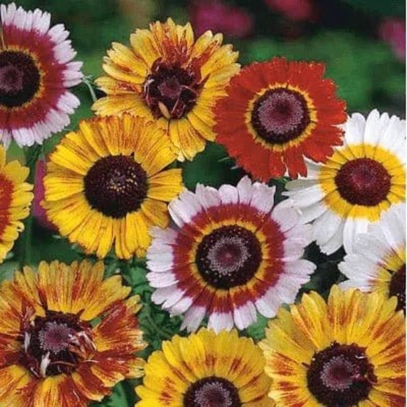 Buy Chrysanthemum Mix Flower Seeds Pack (100 seeds)