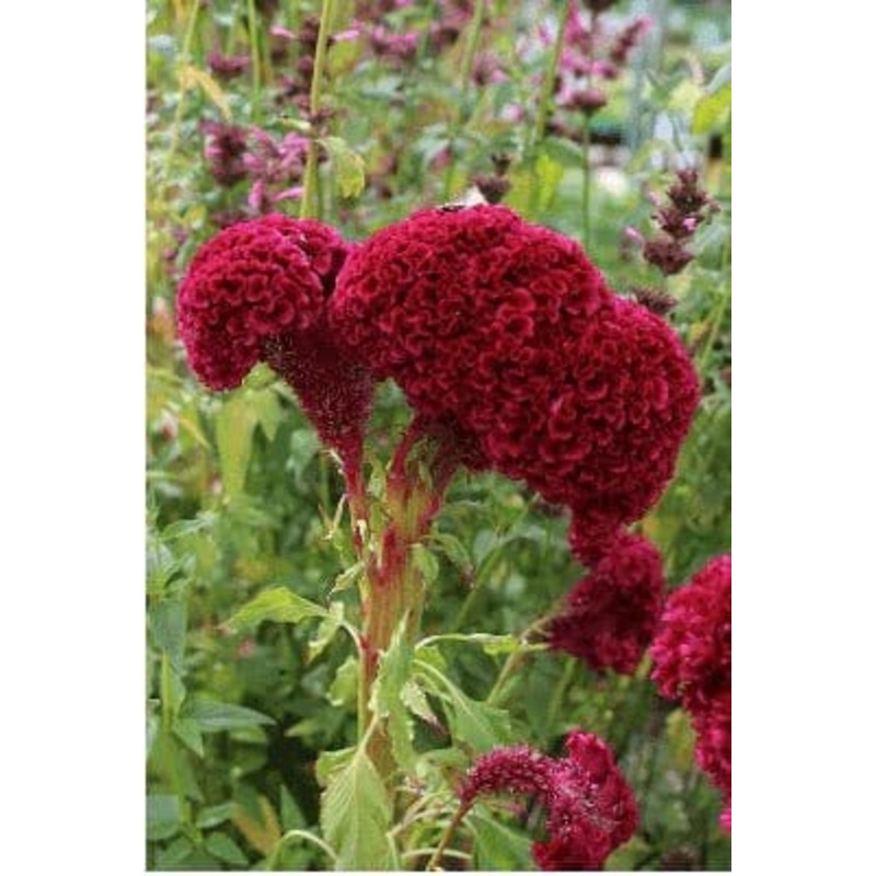 Buy Cockscomb Flower Seeds Pack (40 seeds)