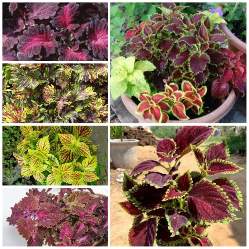 Buy coleus combo pack of 6 plants