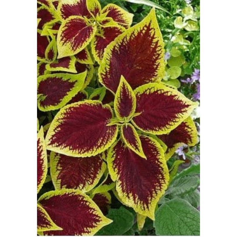 Buy Coleus Plant Seeds Pack (50 seeds)