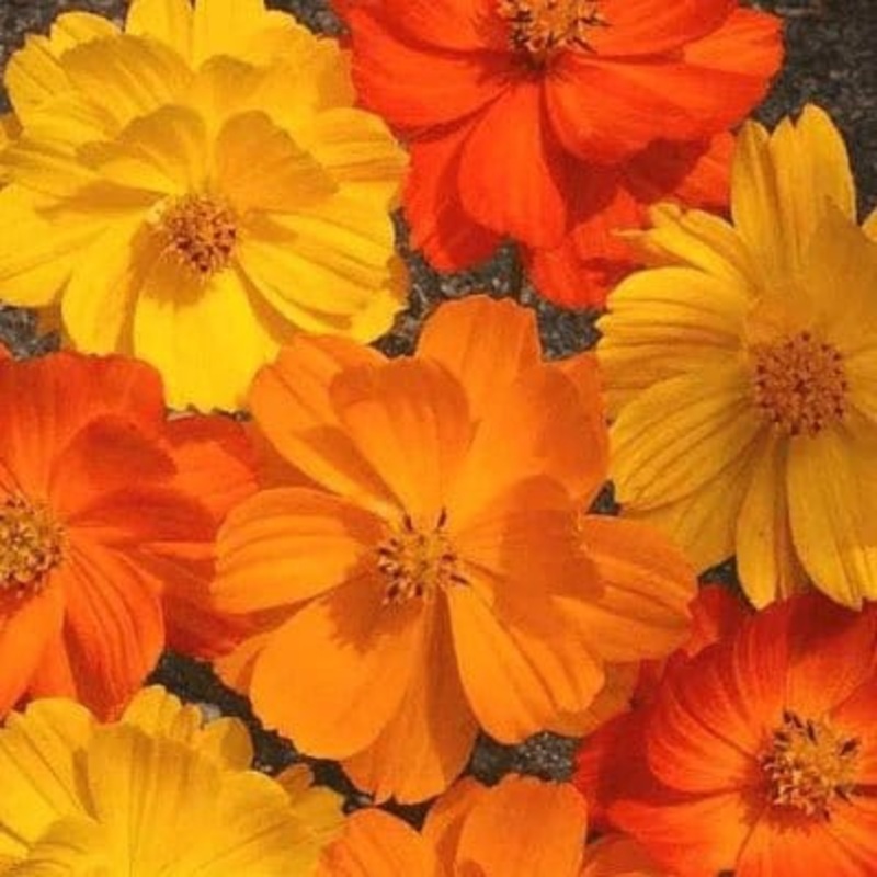 Buy Cosmos Casa Flower Flower Seeds Pack (60 seeds)