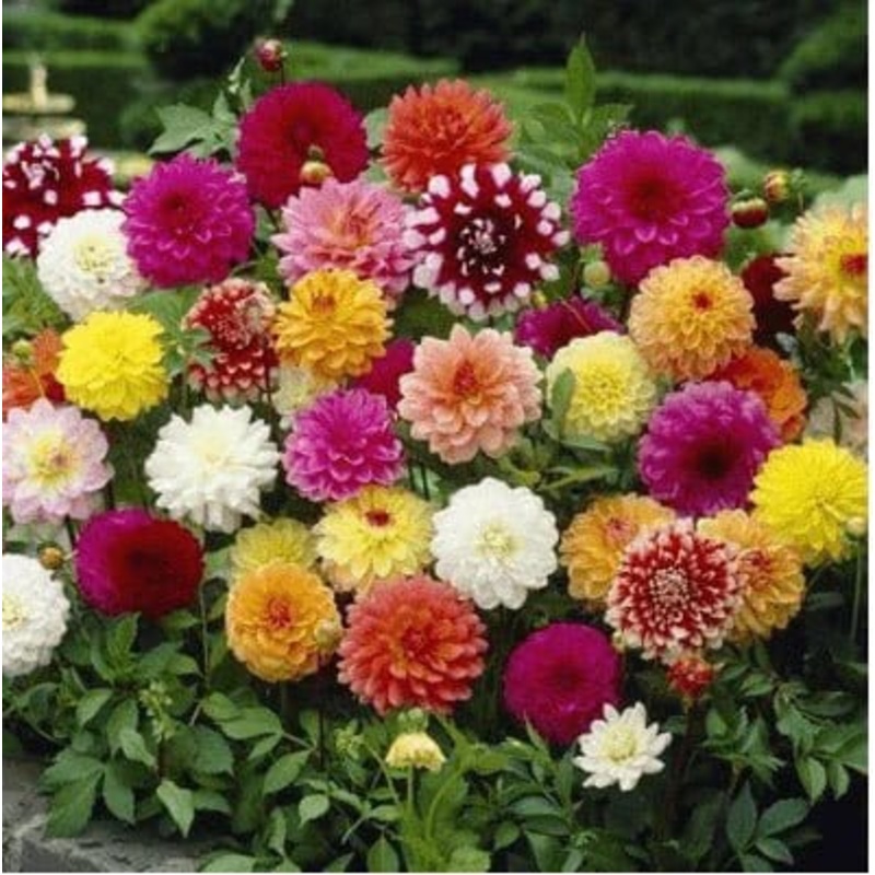 Buy Dahlia Flower Seeds Pack (40 seeds)