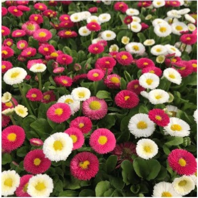 Buy Daisy Double Mix Flower Seeds Pack (100 seeds)
