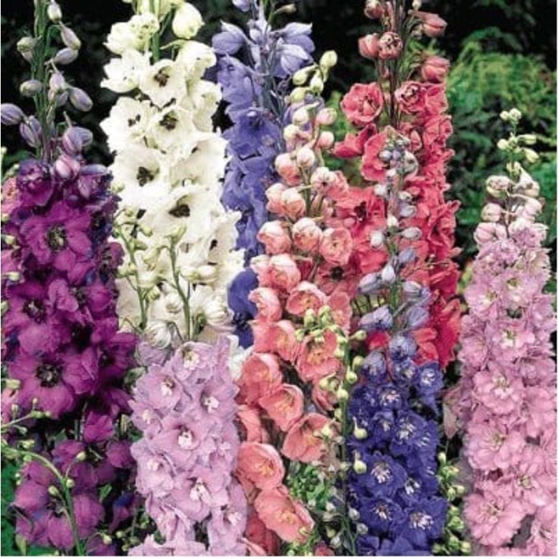 Buy Delphinium Flower Seeds Pack (200 seeds)