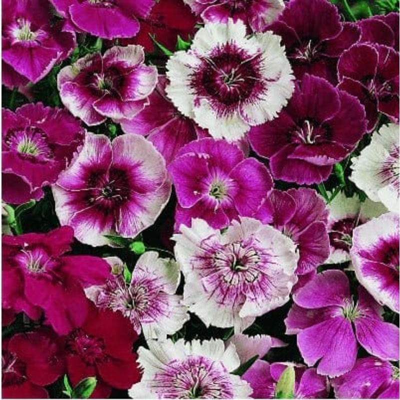 Buy Dianthus Baby Doll Flower Seeds Pack (100 seeds)