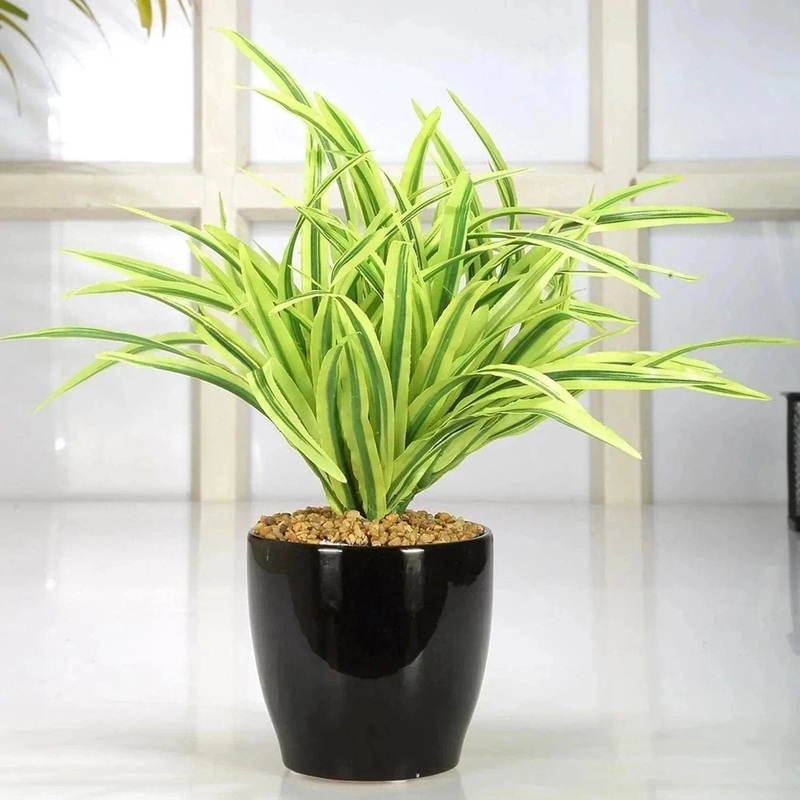 Buy Dracaena Plant with Pot for Gift