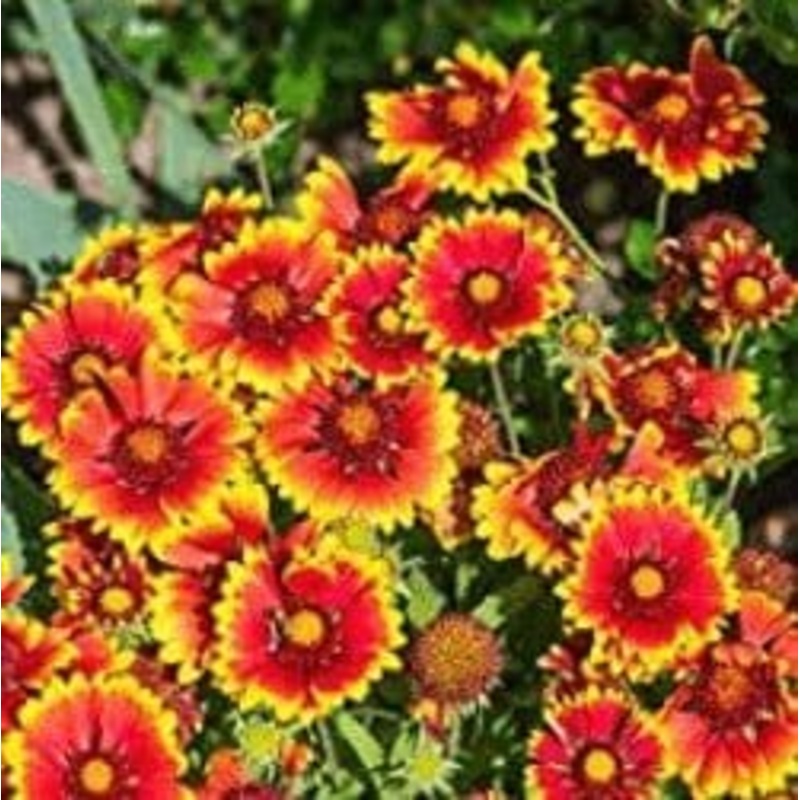 Buy Gaillardia Single Mix Flower Seeds Pack (100 Seeds)