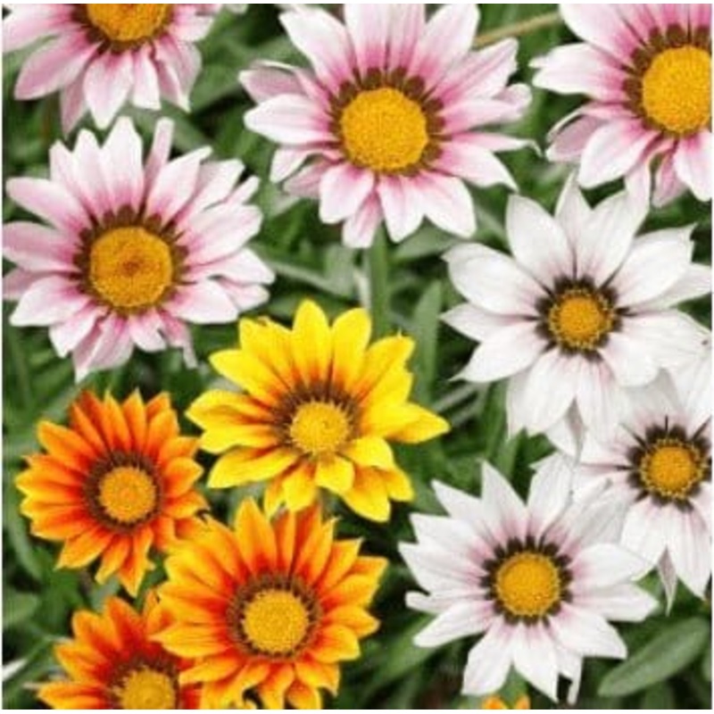 Buy Gazania Sunshine Flower Seeds Pack (40 Seeds)