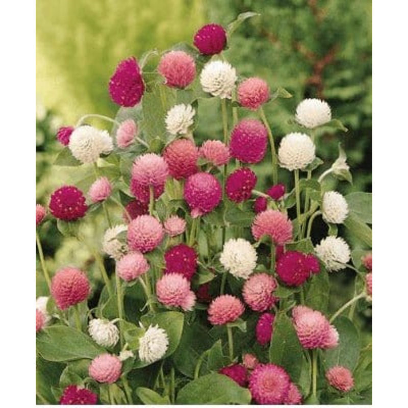 Buy Gomphrena F1 Hybrid Flower Seeds Pack (50 Seeds)