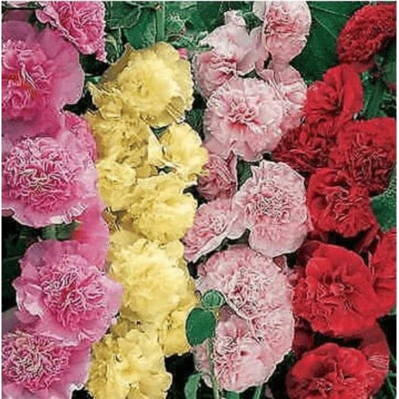 Buy Hollyhock Summer Carnival Flower Seeds Pack (30 Seeds)