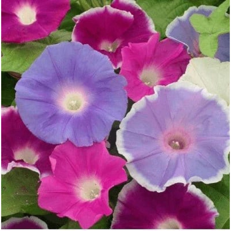 Buy Ipomoea Mix Flower Seeds Pack