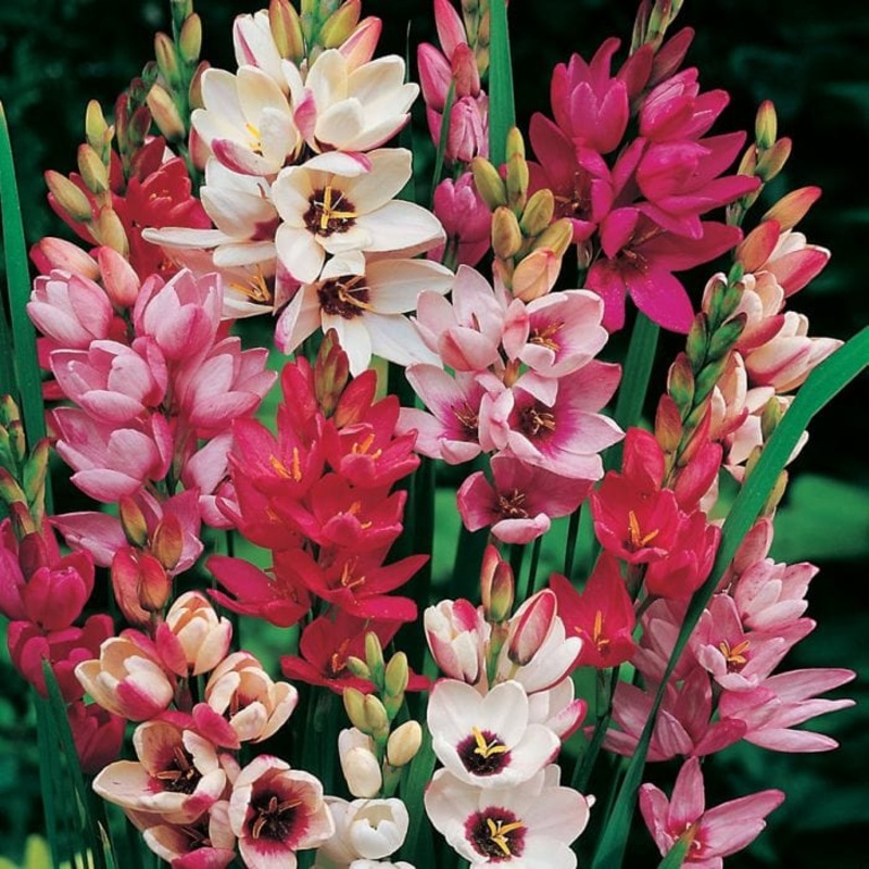 Buy Ixia Flower Bulb in Mix color
