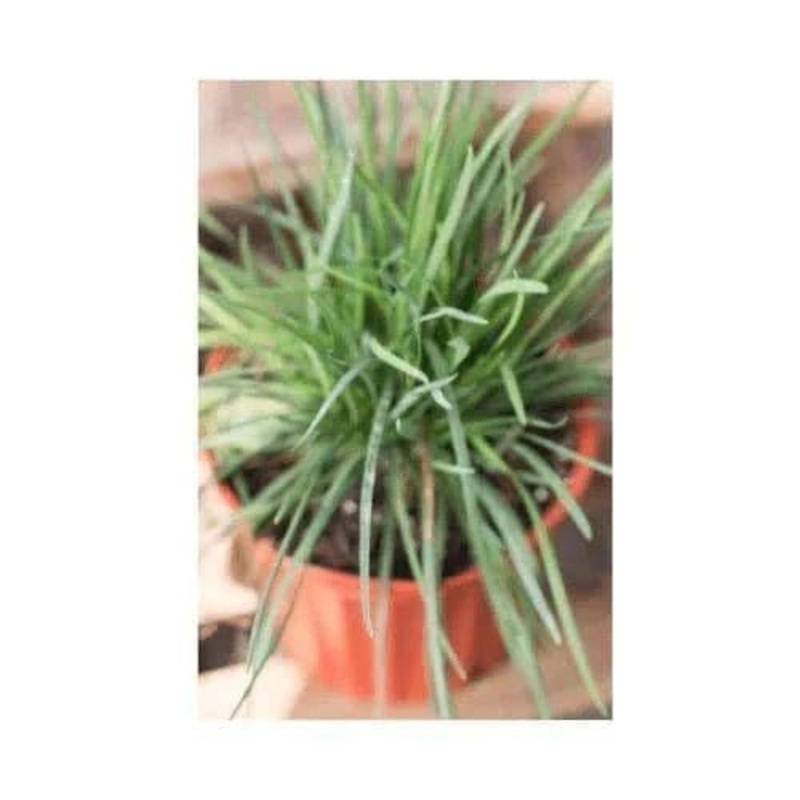 Buy Lemongrass Plant for Gift|Set of 1|Set of 5|Set of 10|Set of 15|Set of 20|Plastic|Ceramic