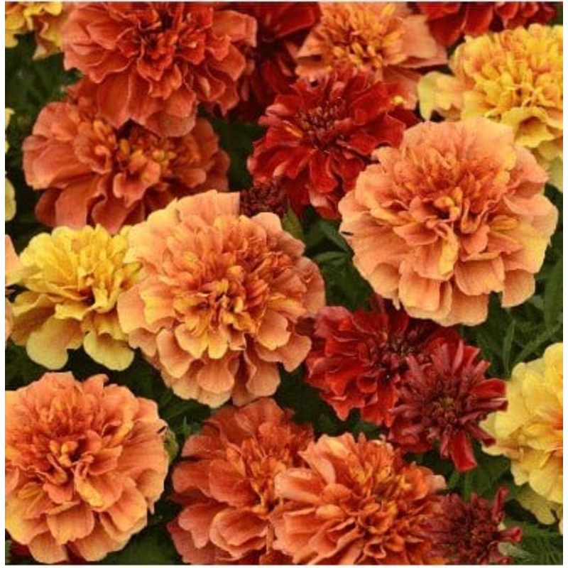 Buy Marigold Jafri Seeds Pack (60 Seeds)