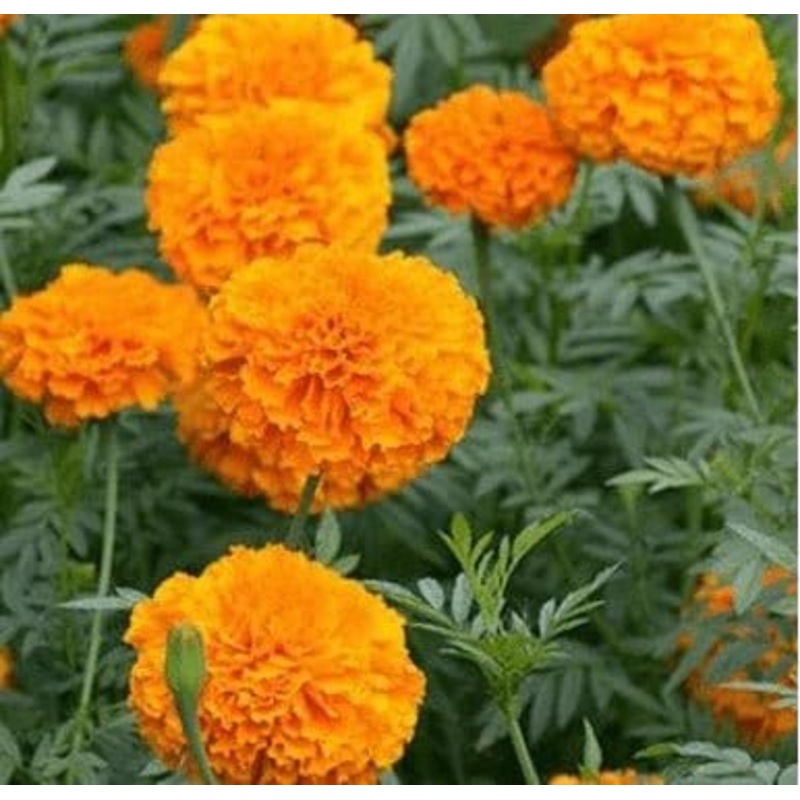 Buy Marigold Orange Seeds Pack (100 Seeds)