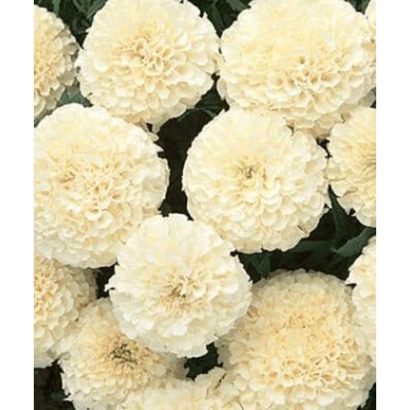 Buy Marigold White F1 Hybrid Seeds Pack (40 Seeds)