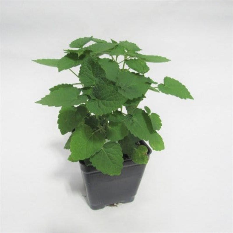 Buy Naagdon Plant with Pot for Gift