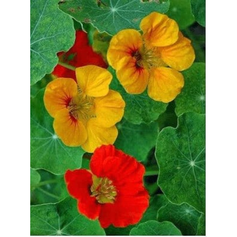 Buy Nastratium Flower Seeds Pack (10 Seeds)