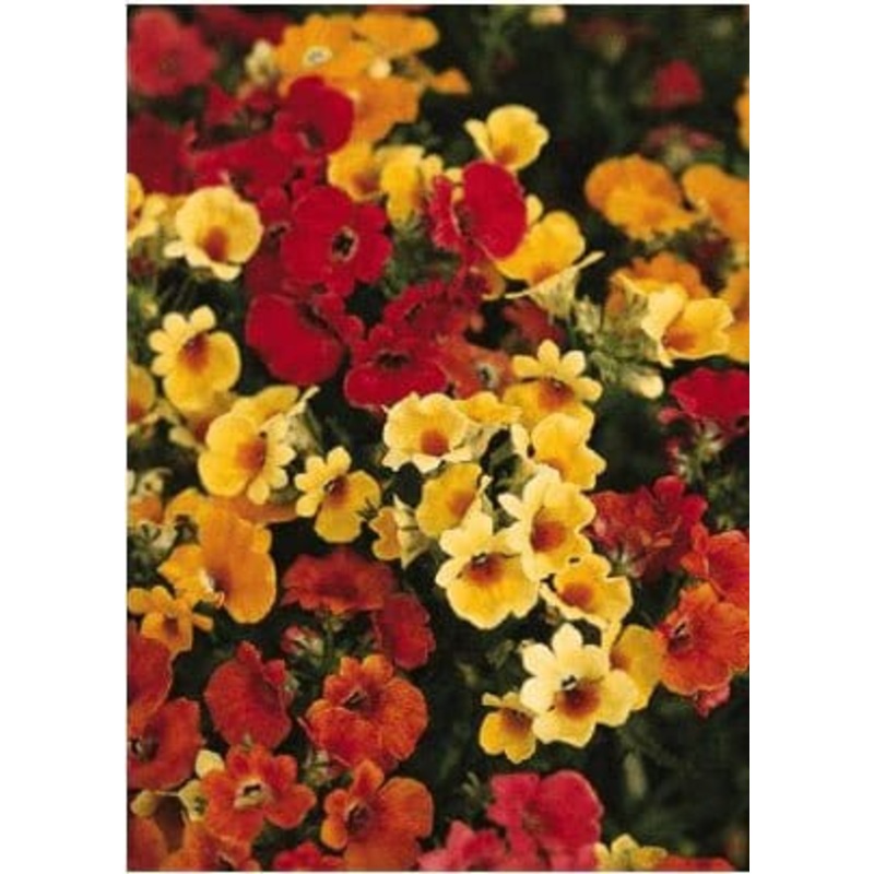 Buy Nemesia Carnival Mix Flower Seeds Pack (100 Seeds)