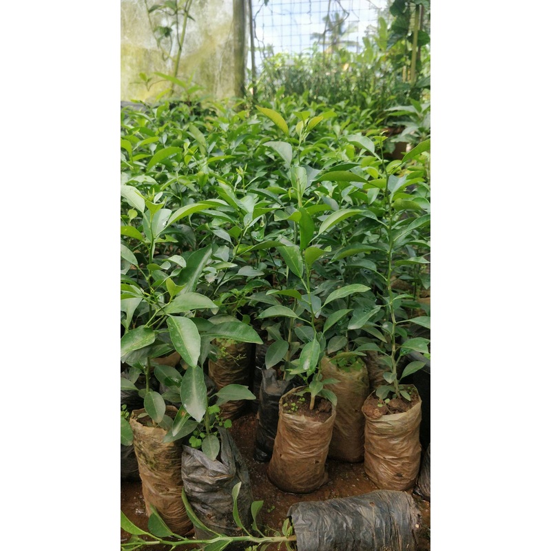 Buy Orange Fruit Plant