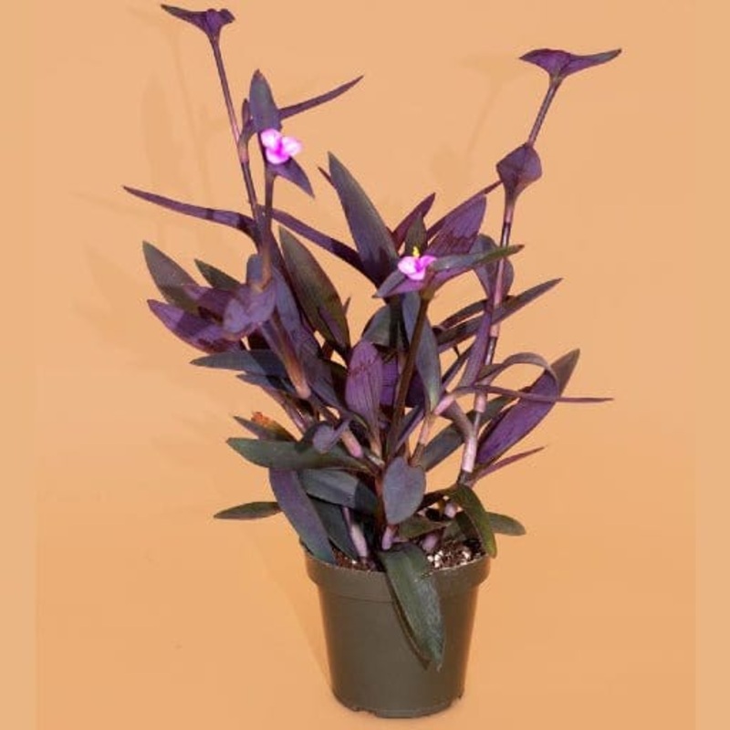 Buy Purple Heart Plant with Pot for Gift