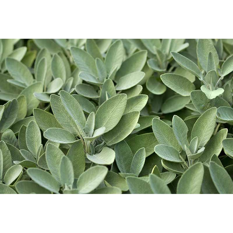 Buy Sage broad leaves seed