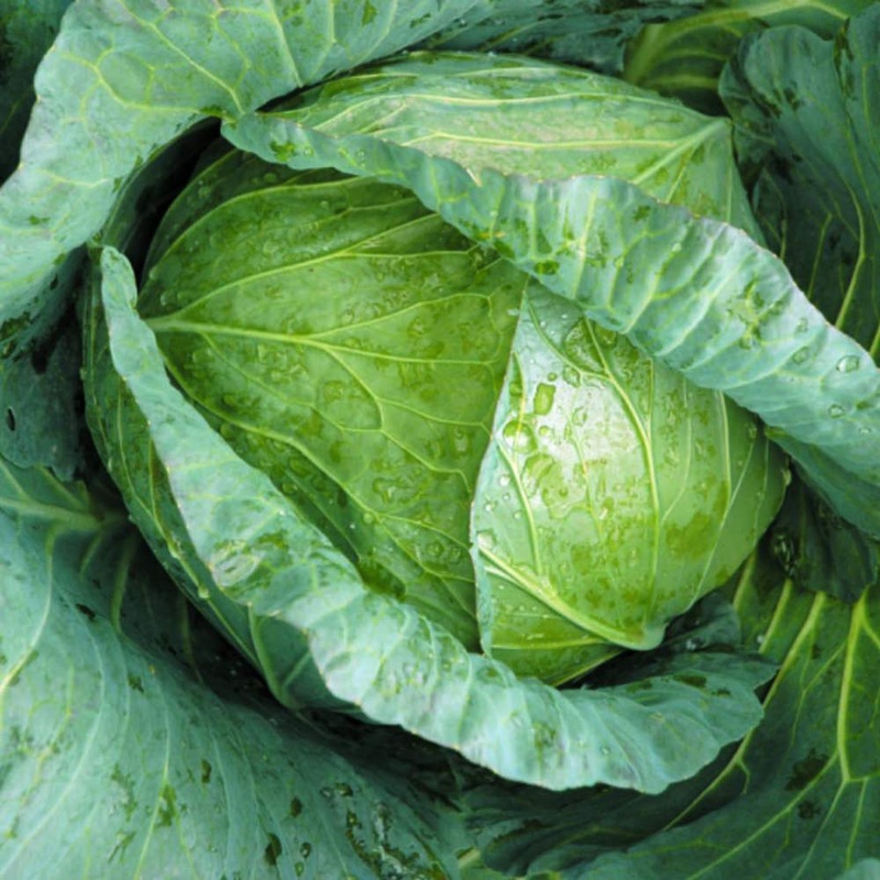 Cabbage Indam Krishna (HY)