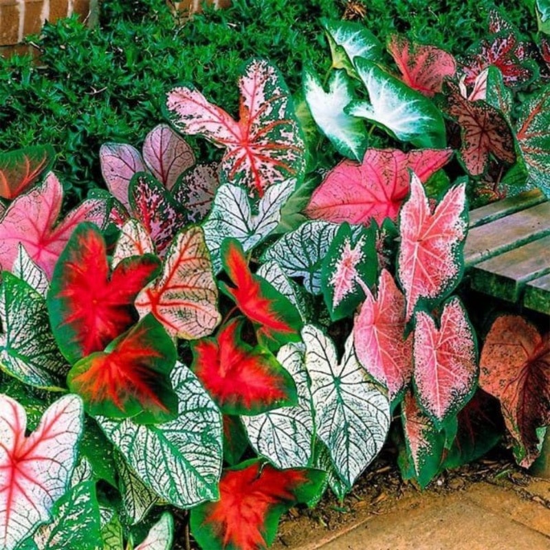 Caladium Combo Set