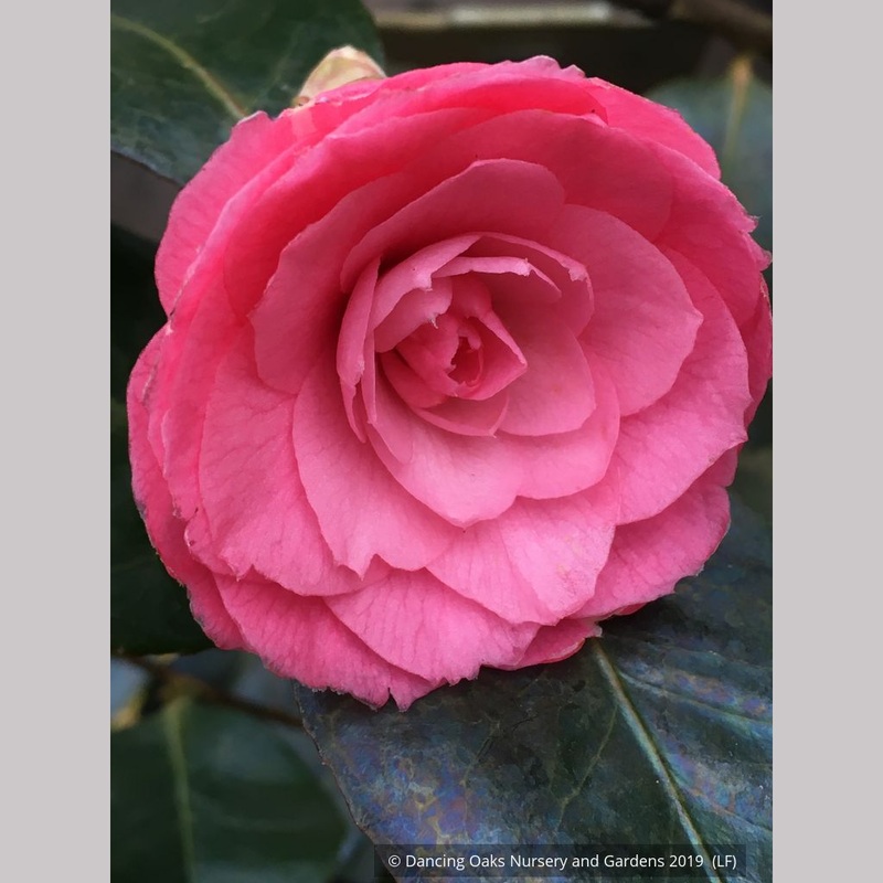 Camellia japonica ‘April Kiss’, April Series Japanese Camellia